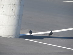 Euphagus cyanocephalus