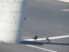 Euphagus cyanocephalus