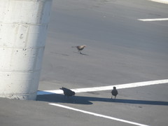 Euphagus cyanocephalus