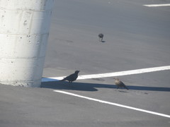 Euphagus cyanocephalus