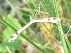 Stenoptilia coloradensis