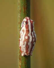 Hyperolius parallelus