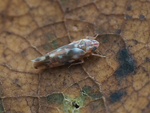 Erythroneura reflecta photo 2