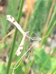 Stenoptilia coloradensis