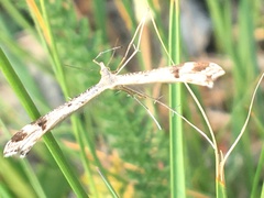 Stenoptilia coloradensis