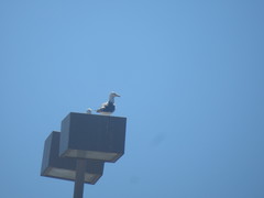 Larus californicus