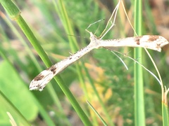Stenoptilia coloradensis