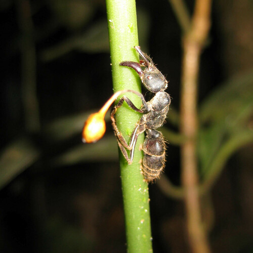 African stink ant