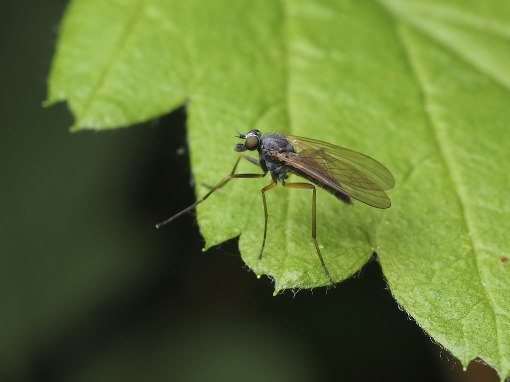 Rhagio californicus