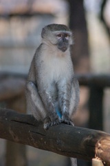 Chlorocebus cynosuros