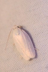 Antaeotricha albulella