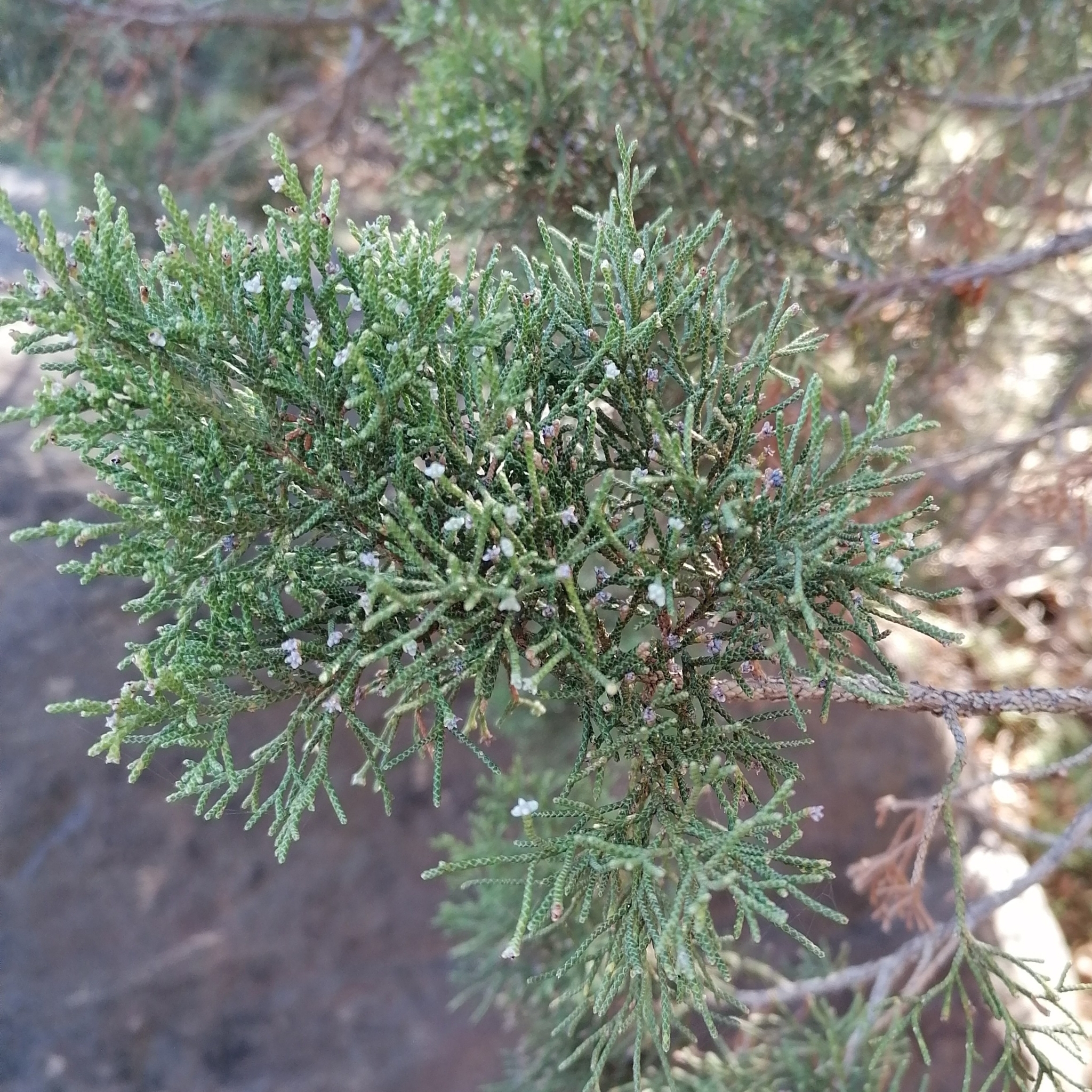 Juniperus canariensis
