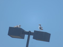 Larus californicus