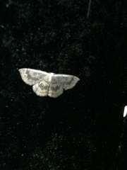 Cyclophora annularia