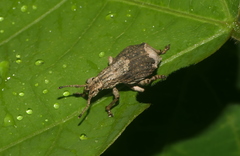 Episomus chinensis