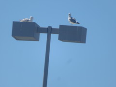 Larus californicus
