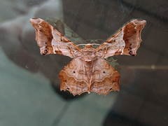 Krananda oliveomarginata