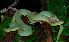 Craspedocephalus gramineus