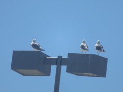 Larus californicus