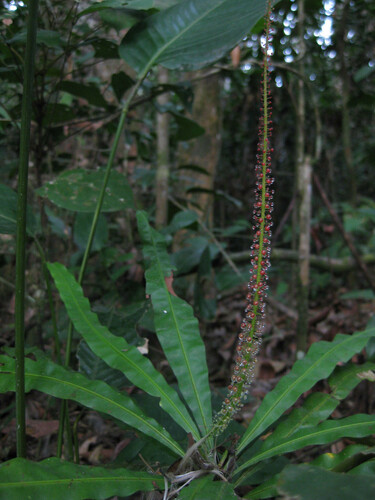 Triphyophyllum peltatum (Triphyophyllum peltatum)