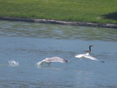 Larus californicus