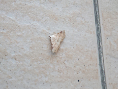 Prolophota trigonifera