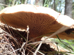Suillus ochraceoroseus