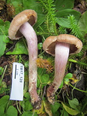 Cortinarius venustus