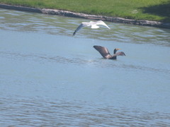 Larus californicus