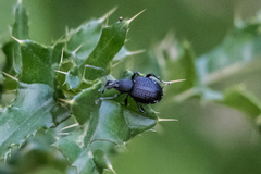 Otiorhynchus gemmatus