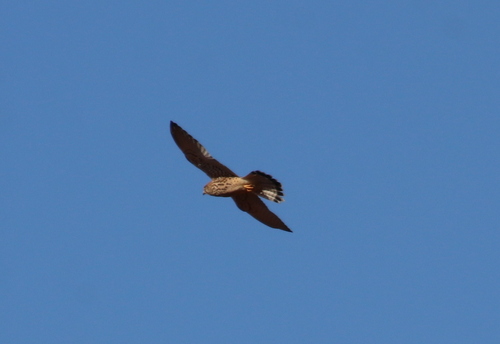 Eurasian Kestrel