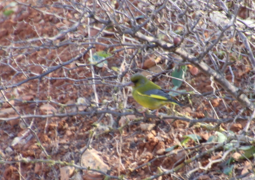 European Greenfinch