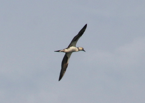 Northern Gannet