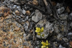 Draba asterophora asterophora