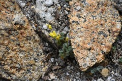 Draba asterophora asterophora