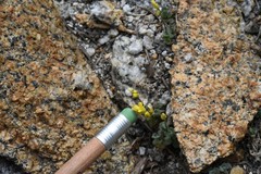 Draba asterophora asterophora