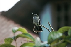 Eupetomena cirrochloris