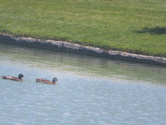 Anas platyrhynchos domesticus