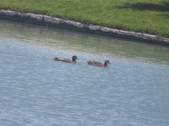 Anas platyrhynchos domesticus