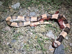 Phyllorhynchus browni