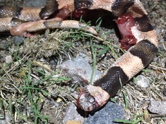 Phyllorhynchus browni