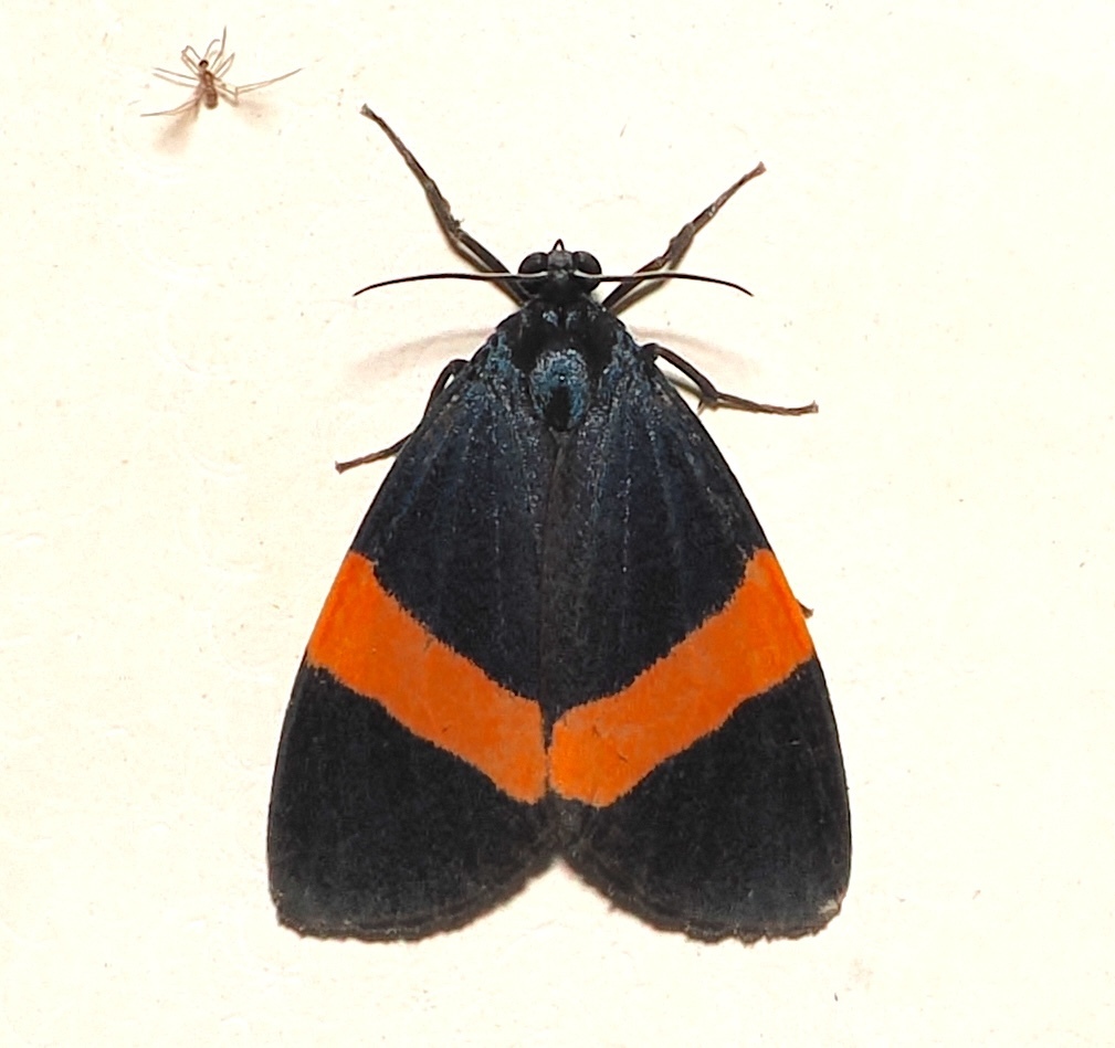 Sagaropsis