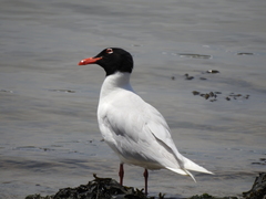 Mediterranean Gull photo 4