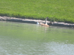 Anser cygnoides domesticus