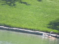 Anas platyrhynchos domesticus