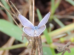 Hemiargus ceraunus astenidas