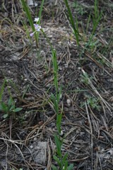 Boechera tularensis