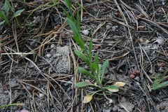 Boechera tularensis