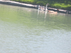 Anas platyrhynchos domesticus