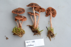 Tubaria confragosa